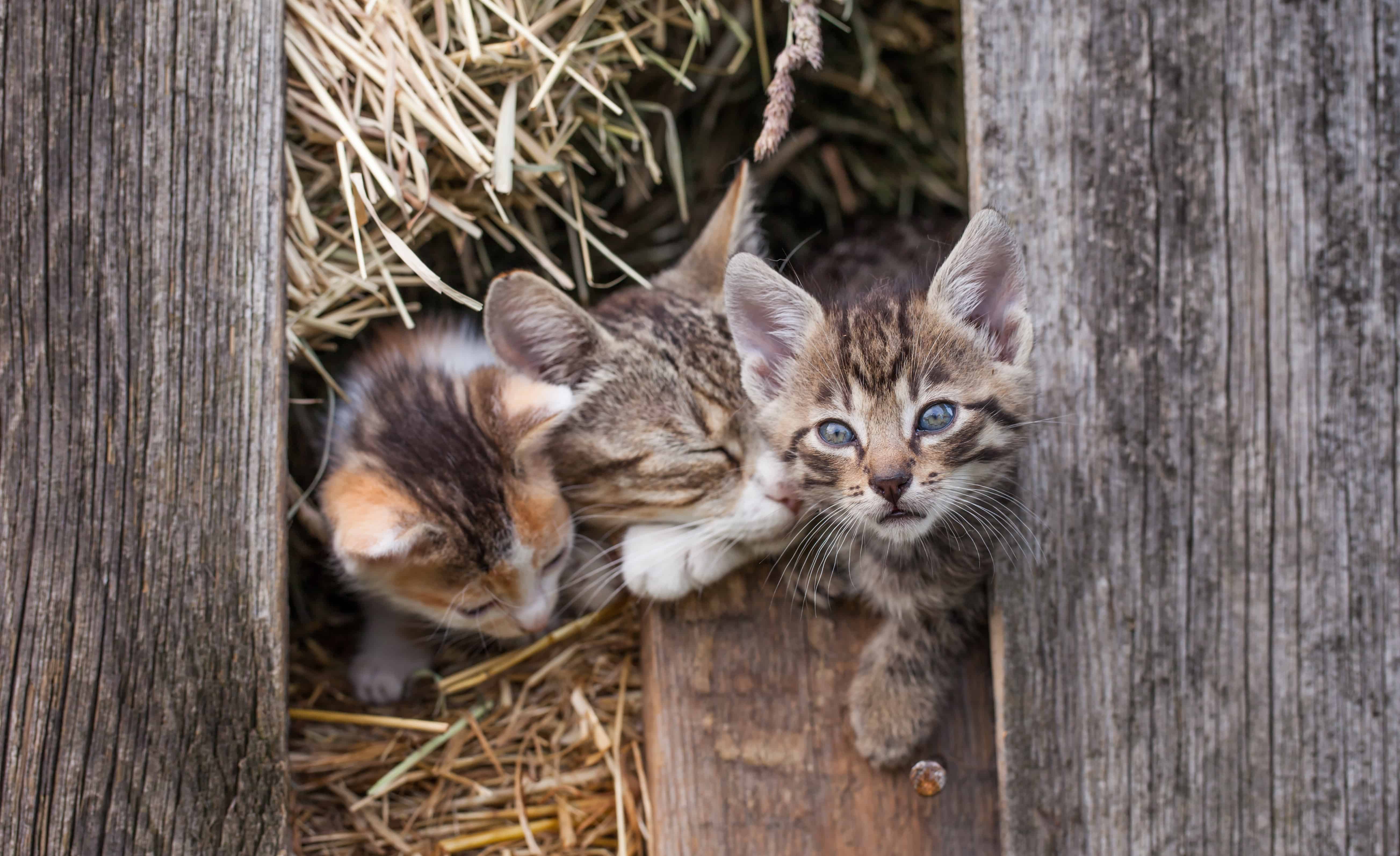 Barn kittens