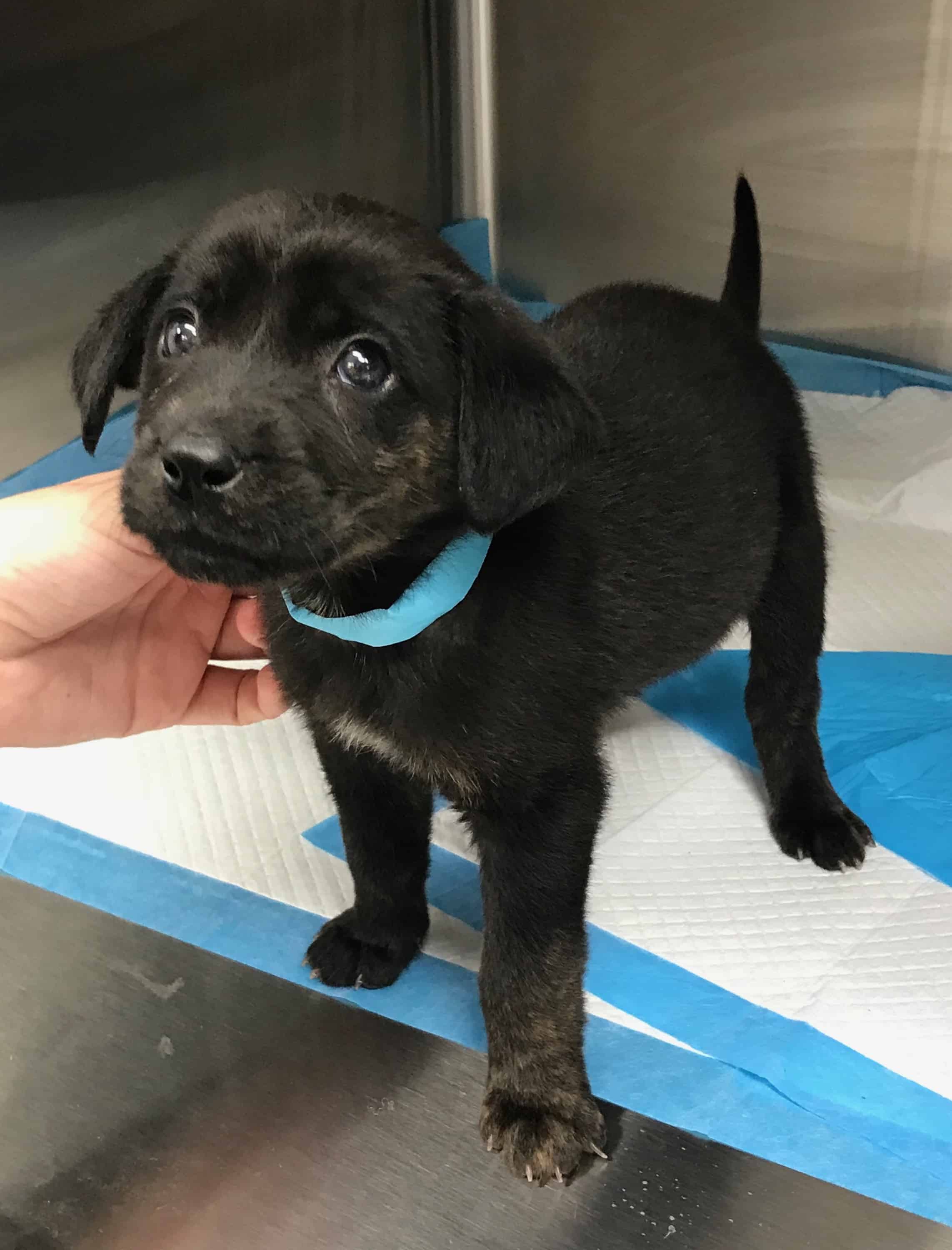 Falcon from JR's Pups-N-Stuff