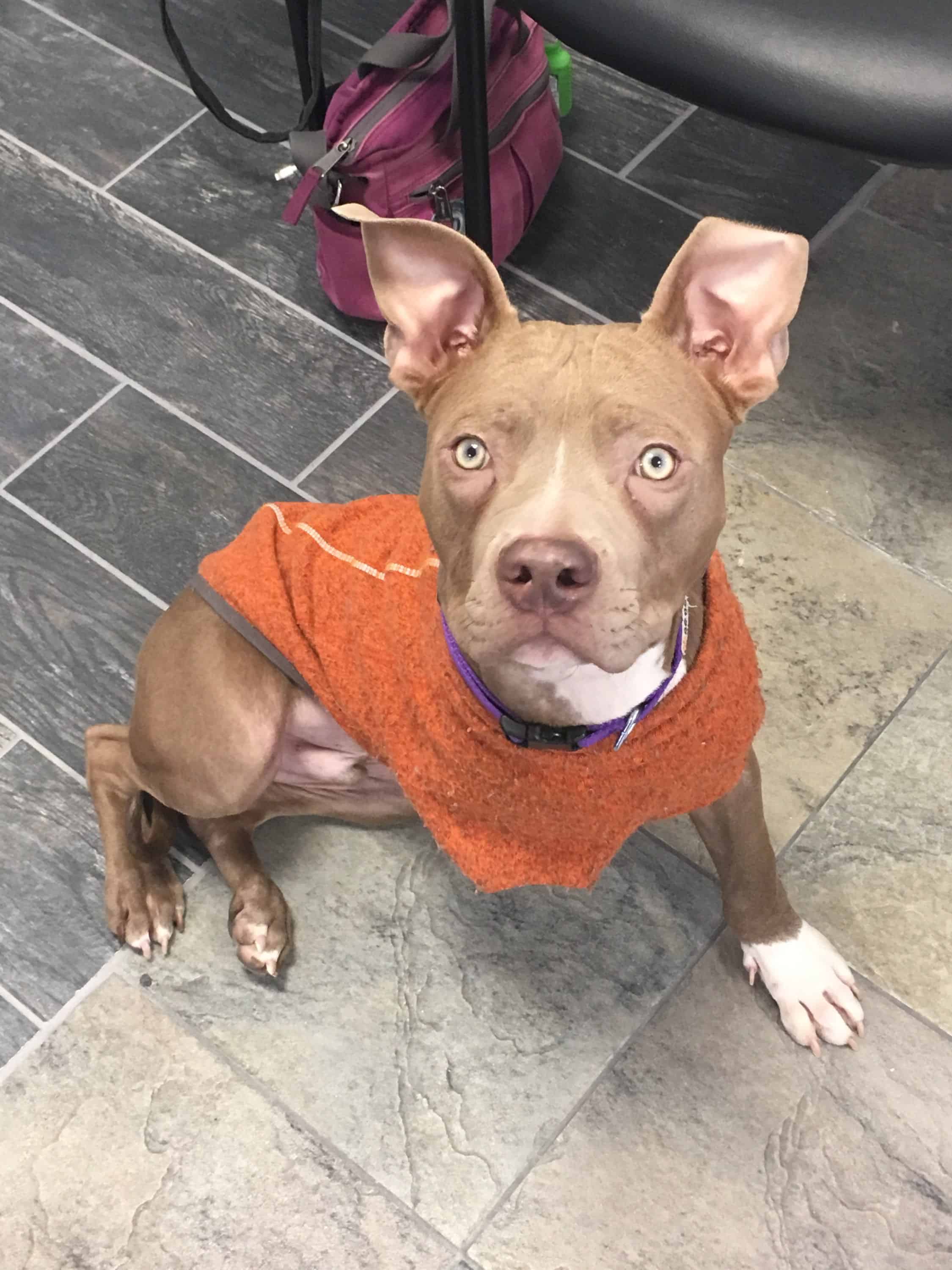 Ernie (Derpo), receptionist in training