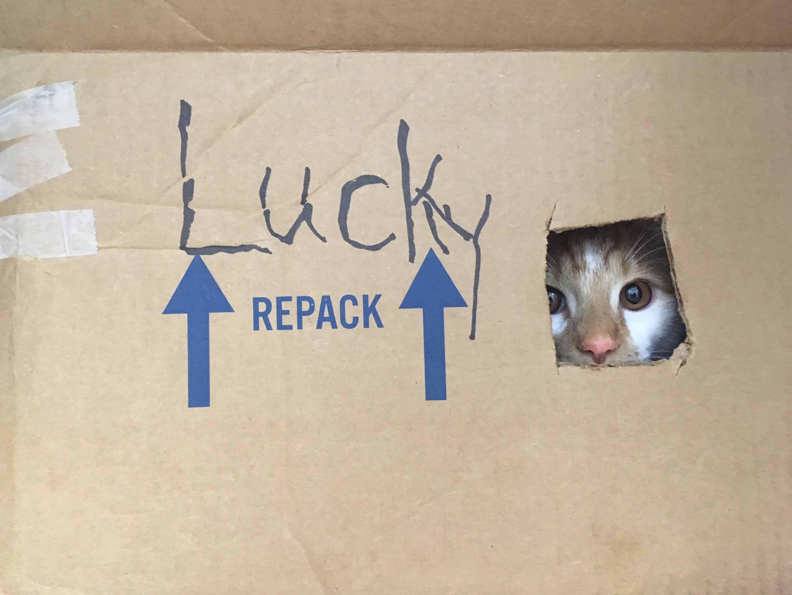 Lucky the dog
