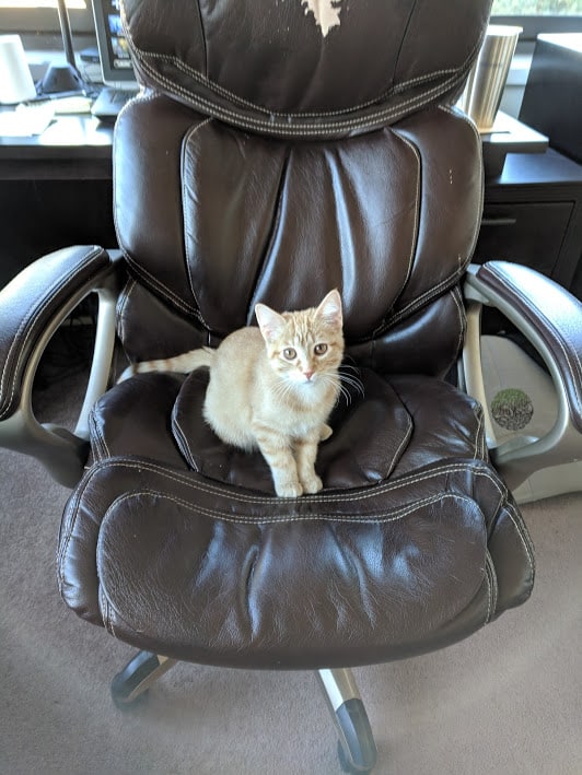 Office kitten on a desk chair