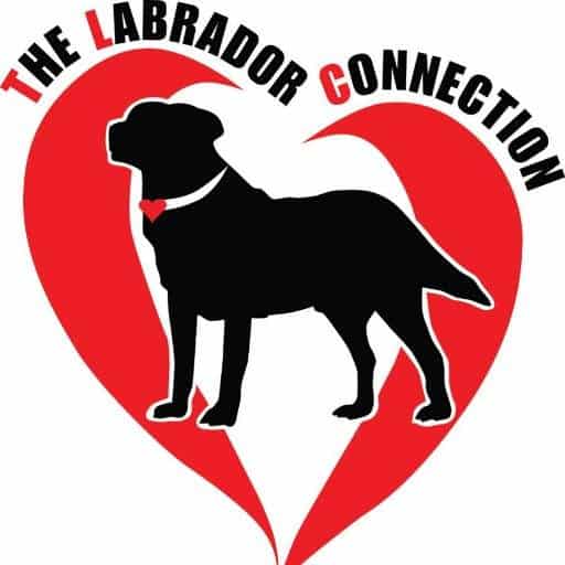 The Labrador Connection